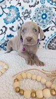 Skyla, a female Weimaraner for sale in Lewisburg, KY – Photo 3 of 6