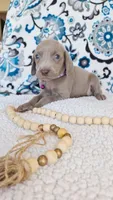 Skyla, a female Weimaraner for sale in Lewisburg, KY – Photo 2 of 6