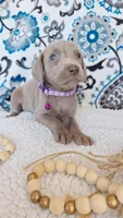 Skyla, a female Weimaraner for sale in Lewisburg, KY – Photo 4 of 6