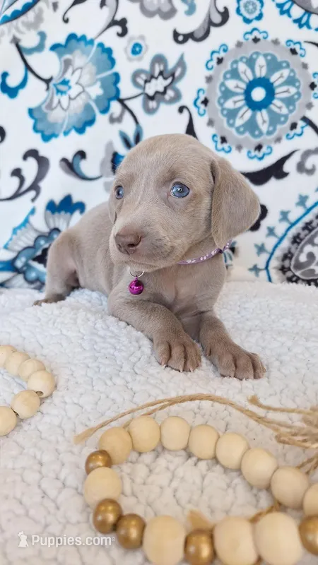 Skyla, a female Weimaraner for sale in Lewisburg, KY – Photo 1 of 6