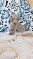 Sammy, a male Weimaraner for sale in Lewisburg, KY – Photo 3 of 5