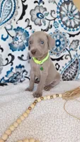 Sammy, a male Weimaraner for sale in Lewisburg, KY – Photo 1 of 5