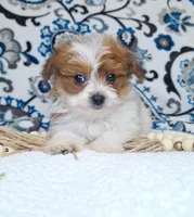 Bunny, a female Pomapoo for sale in Lewisburg, KY – Photo 1 of 7