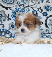 Bunny, a female Pomapoo for sale in Lewisburg, KY – Photo 5 of 7