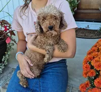 Bunny, a female Pomapoo for sale in Lewisburg, KY – Photo 6 of 7