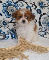 Bunny, a female Pomapoo for sale in Lewisburg, KY – Photo 3 of 7