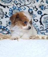 Bunny, a female Pomapoo for sale in Lewisburg, KY – Photo 2 of 7