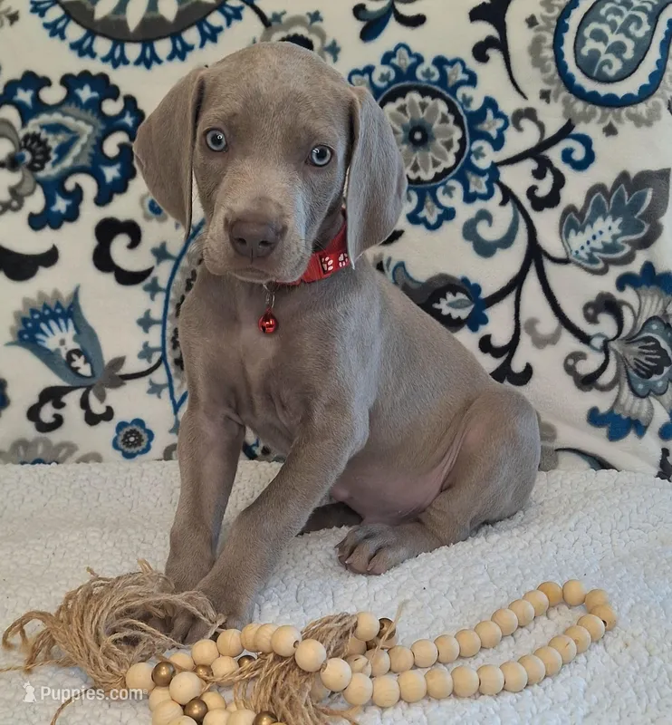 Norris – Weimaraner puppy for sale in Lewisburg, KY