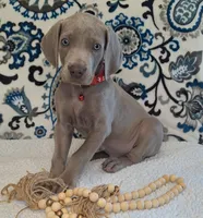 Norris, a male Weimaraner for sale in Lewisburg, KY – Photo 1 of 6