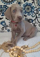 Norris, a male Weimaraner for sale in Lewisburg, KY – Photo 4 of 6