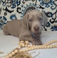 Norris, a male Weimaraner for sale in Lewisburg, KY – Photo 3 of 6