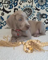 Norris, a male Weimaraner for sale in Lewisburg, KY – Photo 2 of 6