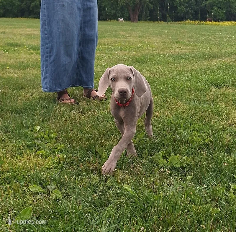 Norris – Weimaraner puppy for sale in Lewisburg, KY