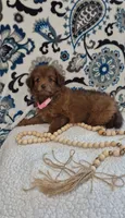 Sophie, a female Pomapoo for sale in Lewisburg, KY – 4 of 4