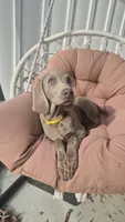 Piper, a female Weimaraner for sale in Lewisburg, KY – Photo 1 of 6