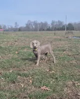 Piper, a female Weimaraner for sale in Lewisburg, KY – Photo 4 of 6