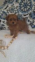 Teddy, a male Pomapoo for sale in Lewisburg, KY – Photo 2 of 3