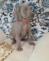 Bingley, a male Weimaraner for sale in Lewisburg, KY – Photo 3 of 8