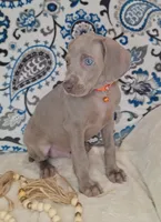 Bingley, a male Weimaraner for sale in Lewisburg, KY – Photo 2 of 8