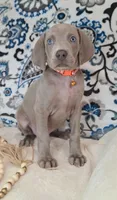 Bingley, a male Weimaraner for sale in Lewisburg, KY – Photo 1 of 8