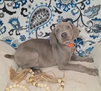Bingley, a male Weimaraner for sale in Lewisburg, KY – Photo 5 of 8