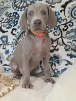 Bingley, a male Weimaraner for sale in Lewisburg, KY – Photo 4 of 8