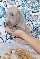 Jet, a male Weimaraner for sale in Lewisburg, KY – Photo 1 of 4