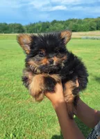 Beauty, a female Pomeranian and Yorkshire Terrier for sale in Lewisburg, KY – 4 of 4