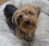 Sarabi, a female Pomeranian and Yorkshire Terrier for sale in Lewisburg, KY – Photo 5 of 6