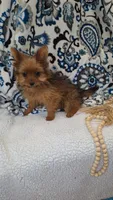 Sarabi, a female Pomeranian and Yorkshire Terrier for sale in Lewisburg, KY – Photo 3 of 6