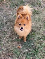 Sarabi, a female Pomeranian and Yorkshire Terrier for sale in Lewisburg, KY – Photo 6 of 6