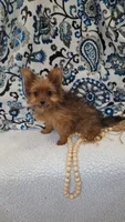 Sarabi, a female Pomeranian and Yorkshire Terrier for sale in Lewisburg, KY – Photo 2 of 6