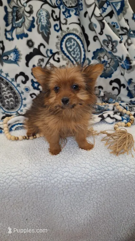 Sarabi, a female Pomeranian and Yorkshire Terrier for sale in Lewisburg, KY – Photo 1 of 6