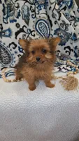 Sarabi, a female Pomeranian and Yorkshire Terrier for sale in Lewisburg, KY – Photo 1 of 6