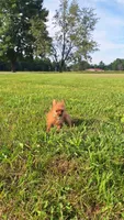 Tiny, a female Pomeranian and Yorkshire Terrier for sale in Lewisburg, KY – 2 of 4