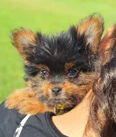 Beauty, a female Pomeranian and Yorkshire Terrier for sale in Lewisburg, KY – 2 of 4