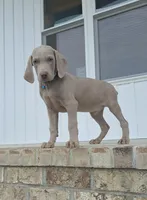 Bennett, a male Weimaraner for sale in Lewisburg, KY – Photo 1 of 6