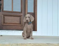 Bennett, a male Weimaraner for sale in Lewisburg, KY – Photo 4 of 6
