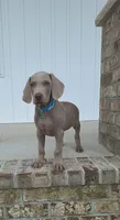 Bennett, a male Weimaraner for sale in Lewisburg, KY – Photo 2 of 6