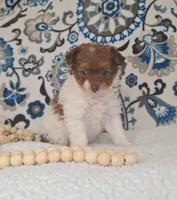 Poppi, a female Pomapoo for sale in Lewisburg, KY – Photo 1 of 4