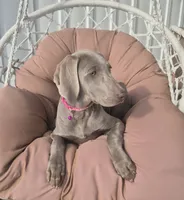 Ellie, a female Weimaraner for sale in Lewisburg, KY – Photo 3 of 6