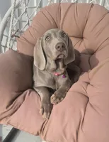 Ellie, a female Weimaraner for sale in Lewisburg, KY – Photo 2 of 6
