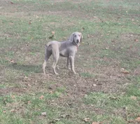 Ellie, a female Weimaraner for sale in Lewisburg, KY – Photo 4 of 6