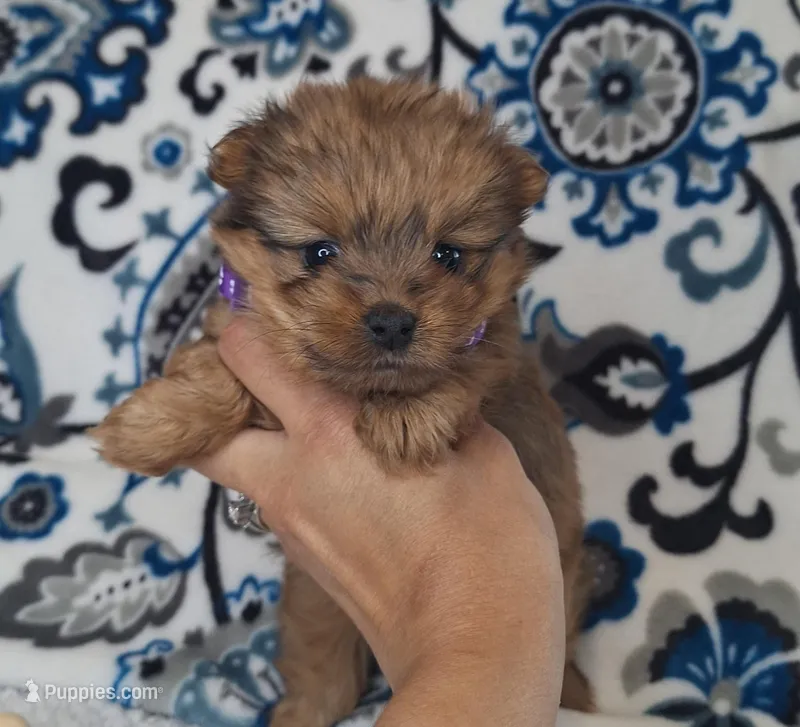 Lucky – Pomeranian, Yorkshire Terrier puppy for sale in Lewisburg, KY
