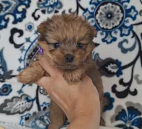 Lucky, a female Pomeranian and Yorkshire Terrier for sale in Lewisburg, KY – 1 of 4