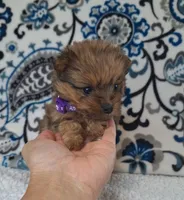 Lucky, a female Pomeranian and Yorkshire Terrier for sale in Lewisburg, KY – 3 of 4