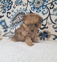 Lucky, a female Pomeranian and Yorkshire Terrier for sale in Lewisburg, KY – 2 of 4