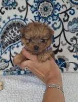 Lucky, a female Pomeranian and Yorkshire Terrier for sale in Lewisburg, KY – 4 of 4