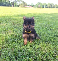 Beauty, a female Pomeranian and Yorkshire Terrier for sale in Lewisburg, KY – 3 of 4