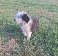 Sherbert, a female Australian Shepherd and Aussiedoodle for sale in Lewisburg, KY – Photo 5 of 6